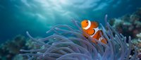 Clownfish swimming among sea anemone tentacles in coral reef habitat, suitable for marine life, nature documentaries, educational content, and aquatic backgrounds.