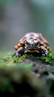 Young tortoise with expressive eyes crawling on mossy ground in natural environment, close-up macro photography with shallow depth of field and soft bokeh background.