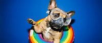 Fawn French Bulldog wearing surgical mask sitting on rainbow pillow against blue background, studio portrait for healthcare and pet safety concepts.