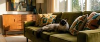 Cat lounging on green velvet sofa with patterned pillows in modern living room with wooden furniture and natural light from windows.