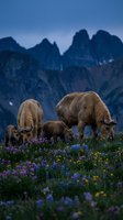 Highland cattle family grazing in alpine meadow with wildflowers at twilight against dramatic mountain peaks for pastoral farming content.