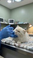 Fluffy white cat receiving oral medication via syringe from a gloved veterinarian on an exam table in a modern clinic.