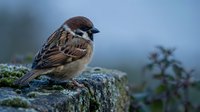 Small brown and black striped sparrow perched on moss-covered rock with blurred natural background. Wildlife and nature photography.