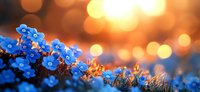 Small blue forget-me-not flowers blooming in warm golden sunset light with soft bokeh background creating dreamy spring garden atmosphere for nature designs.