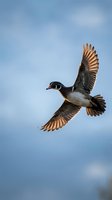 Wood duck drake in flight with outstretched wings against blue sky, showcasing colorful plumage and natural waterfowl behavior in wildlife habitat.