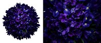 Deep purple carnation flower head isolated on white background for floral design projects and decorative arrangements.