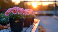 Pink daisy flowers in black pots on wooden surface at sunset, golden hour lighting creates warm atmosphere with natural lens flare and bokeh effect.