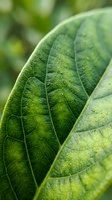 Macro close-up of fresh green leaf with visible veins and natural texture, ideal for nature, botanical, and environmental design projects.