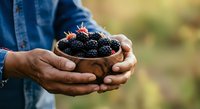 Fresh blackberries in wooden bowl held by farmer hands wearing denim shirt, ripe berries ready for harvest or farmers market sale.