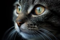 Close-up macro shot of gray cat face with striking amber eyes against dark background, showing detailed whiskers and facial features in dramatic lighting.