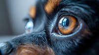 Close-up macro shot of dog eyes with intense amber color and detailed fur texture showing deep emotional expression and connection. Perfect for veterinary or pet care.