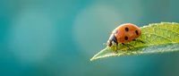 Red ladybug beetle sitting on green leaf with detailed texture against soft blurred turquoise background in natural garden setting for spring concepts.