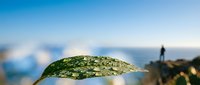 Water droplets on green leaf surface with blurred natural background showcasing morning dew and fresh plant life for environmental and nature concepts.