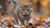 Curious tabby cat walking through fallen autumn leaves with alert expression and focused gaze. Natural outdoor setting with soft bokeh background and warm fall colors.