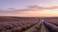 Couple walking down dirt path through blooming lavender field at golden hour sunset, romantic countryside landscape for travel and lifestyle content.
