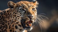 Close-up portrait of a leopard with spotted fur and intense amber eyes against dark background, showing sharp teeth and whiskers.