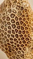 Detailed macro view of coral skeleton showing intricate honeycomb structure with radial patterns. Natural marine organism texture for scientific education.