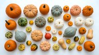 Autumn harvest collection of various pumpkins, squashes and gourds in orange, green and cream tones arranged on white background for fall seasonal designs.