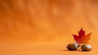 Autumn maple leaf with acorns on warm orange background creating seasonal fall decoration for thanksgiving and harvest celebrations.