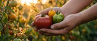 Hands holding fresh colorful tomatoes in garden during golden hour sunset. Organic farming harvest concept for healthy eating and sustainable agriculture.