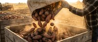 Farmer pouring fresh harvested potatoes from burlap sack into wooden crate during golden hour sunset on agricultural field for organic farming concept.