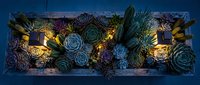 Succulent garden arrangement in wooden box with warm LED string lights creating cozy atmosphere for home decor and botanical display projects.