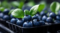 Fresh ripe blueberries with green leaves in plastic container, macro shot with selective focus. Natural organic berries for healthy eating.