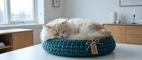 Fluffy ginger cat sleeping in teal knitted bed on white table, cozy home interior with wooden furniture and window background.