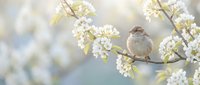Small sparrow perched on blooming cherry tree branch with white flowers in soft spring garden setting for nature and wildlife photography projects.