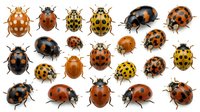 Collection of colorful ladybugs in various species and poses, isolated on white background, ready for nature, education, and design use.