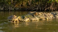 Large crocodile resting in murky water near mangrove roots during golden hour, showcasing natural predator behavior in tropical wetland habitat.