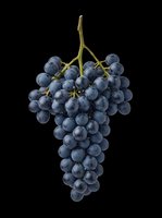 Bunch of dark blue grapes with green stem isolated on transparent background, ready for use in t-shirt designs, clipart, stickers, print-on-demand products, and sublimation projects.