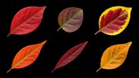Autumn leaves in various colors isolated on transparent background, ready for clipart, t-shirt design, stickers, print-on-demand products and sublimation projects.