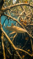 Shark swimming through mangrove roots in tropical waters. Marine predator navigating coastal ecosystem with tangled branches and warm sunlight filtering through water.