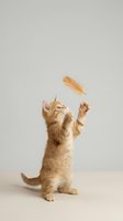 Playful orange tabby kitten standing on hind legs catching floating feather against neutral background for pet care and animal behavior concepts.