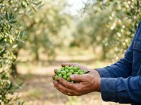 Farmer holding freshly harvested green olives in hands at orchard during harvest season for agricultural and food production use.