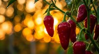 Red hot chili peppers growing on plant with warm golden bokeh lights background. Fresh spicy vegetables harvest in garden for cooking and culinary use.