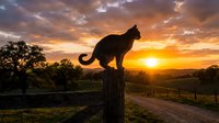 Cat silhouette perched on a wooden fence post at golden sunset over rural countryside with dramatic clouds and warm glowing sky.