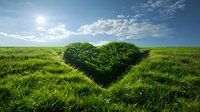 Heart shaped green bush on grassy hill against blue summer sky with white clouds and bright sun. Natural love symbol in landscape setting.