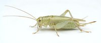 Pale green grasshopper with long antennae isolated on white background, suitable for educational materials, nature guides, and insect clipart designs.