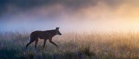 Wild fox walking through tall grass meadow during golden hour sunrise with dramatic sky and soft morning light creating peaceful wildlife scene.