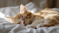 Adorable orange tabby kitten sleeping peacefully on white bedding with soft morning sunlight creating warm atmosphere for pet care and comfort themes.