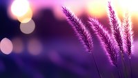 Purple grass silhouettes against warm bokeh lights creating dreamy sunset atmosphere for nature backgrounds and romantic designs.
