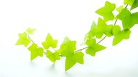 Vibrant green ivy leaves with delicate stems isolated on white background, suitable for botanical designs, nature graphics, and eco-friendly projects.