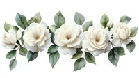 Delicate white garden roses with green leaves arranged in horizontal composition on white background, watercolor style floral element for wedding design and decoration.