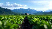 Lush green agricultural field with straight planted rows leading to distant mountain range and small farmhouse under dramatic blue sky with white clouds.