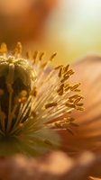 Macro close-up of golden flower stamens with warm sunlight, showcasing delicate botanical details and natural textures for nature and floral design projects.