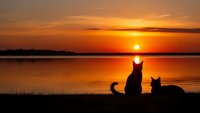 Two cats silhouetted against stunning orange sunset over calm lake water creating romantic peaceful evening scene for relaxation and tranquility themes.