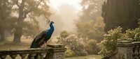 Majestic peacock perched on ornate stone balustrade in golden sunlight streaming through lush garden trees creating ethereal morning atmosphere for luxury decor.
