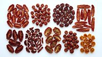 Assorted dried beans and legumes arranged in organized groups on white background, including kidney beans, pinto beans, black beans, and lentils for cooking and nutrition concepts.